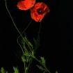 Bruckmueller_Papaver-Klatschmohn_2015_fine-art-print_110x80_1k9.jpg