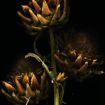 Bruckmueller_Cynara-blossom_2019_fine-art-print_70x50_2k5.jpg